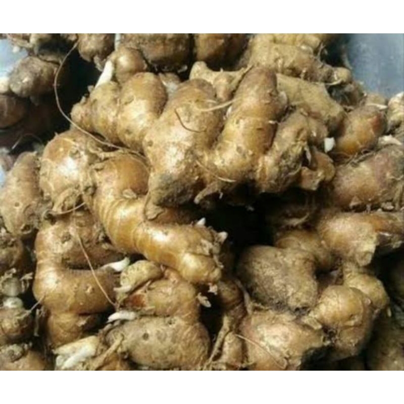 kencur segar 1 kg kencur 1 kg
