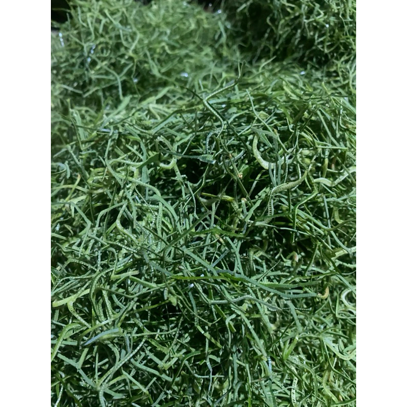 

250gram, Kembang rampe fresh, Pandan Harum rajang | Pandan Harum