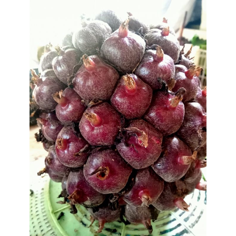 

Buah honje laka fresh petik langsung dari pohon per kg