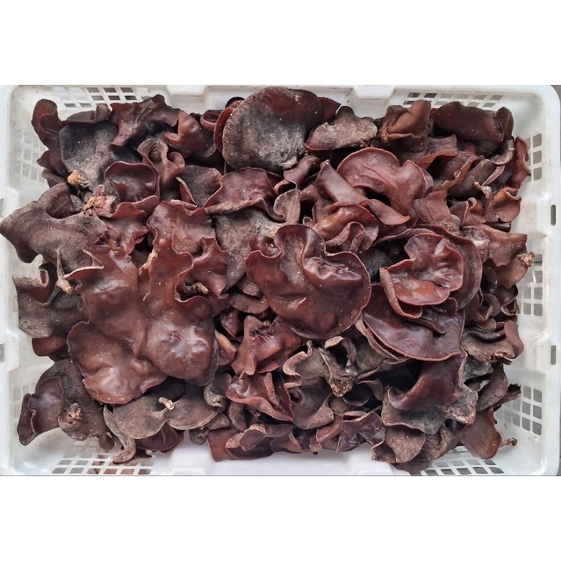 

Jamur Kuping Segar 175 Gram - 250 Gram