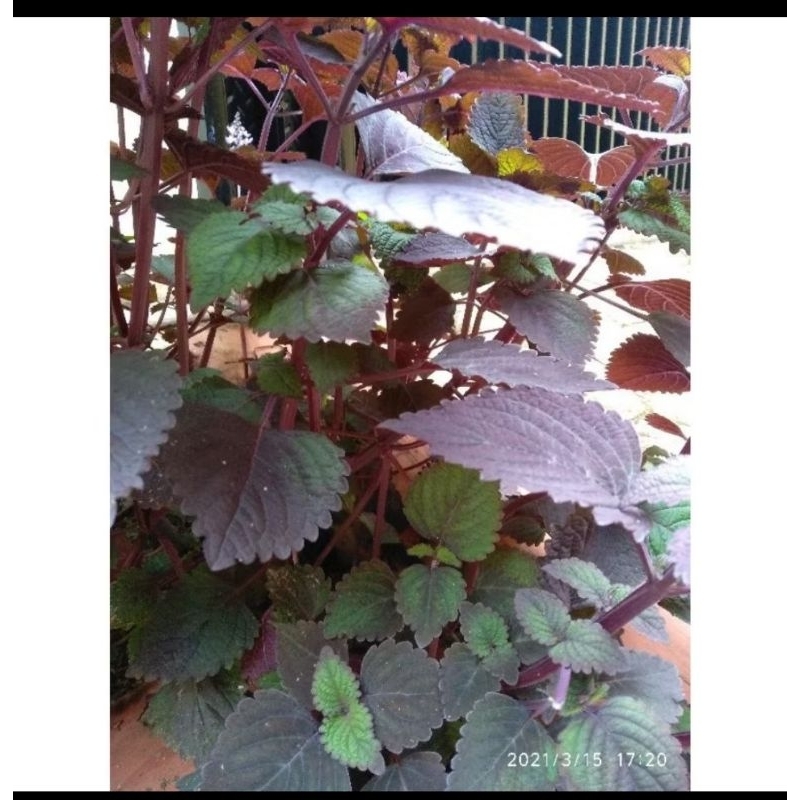

daun miana daun mayana daun jawer kotok segar 50 lembar langsung petik segar