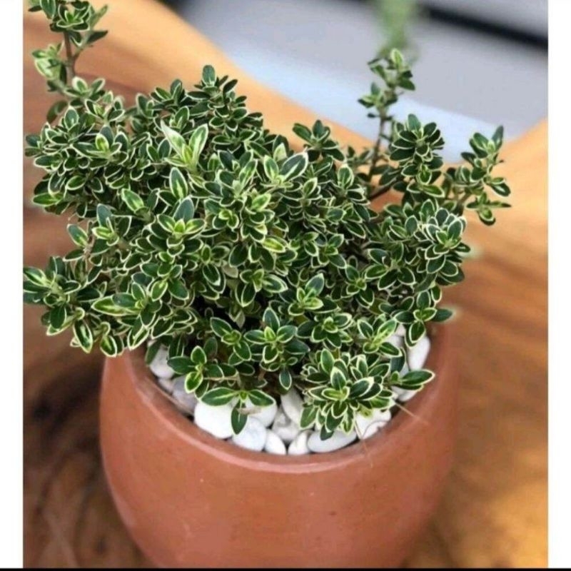 Promo COD tanaman hias bibit bonsai mirten variegata - bahan bonsai mirten - pohon mirten - mirten v