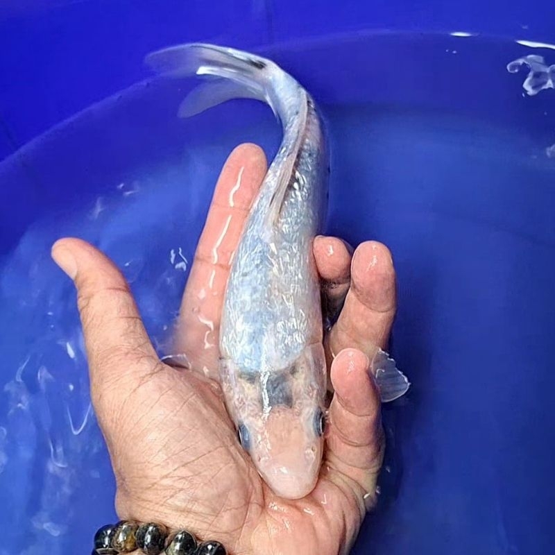 Ikan Koi Blitar Jenis Shiromuji / Rumah Koi Jakarta / kode 001