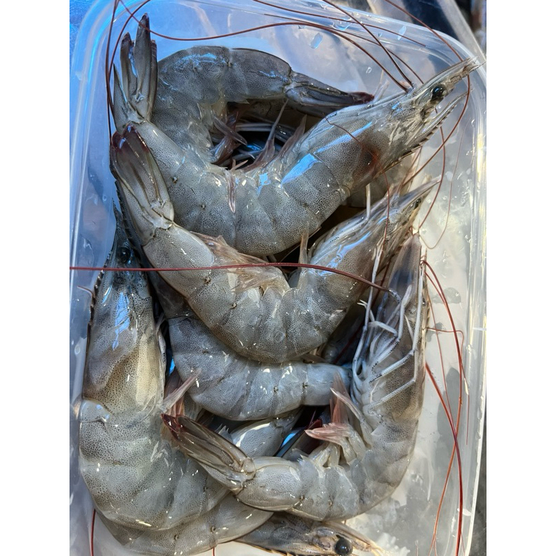 

udang vaname size 60 udang segar