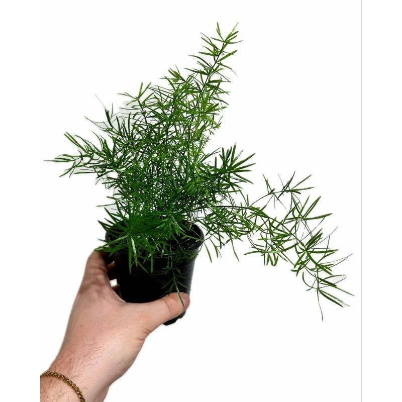 Promo COD tanaman hias asparagus krisdoren - asparagus krisdoren - tanaman hias krisdoren - tanaman 