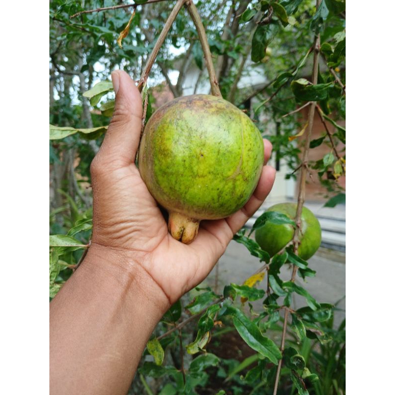 

Buah delima lokal Berat 150-200 gram per- buah//Delima putih masih muda untuk obat