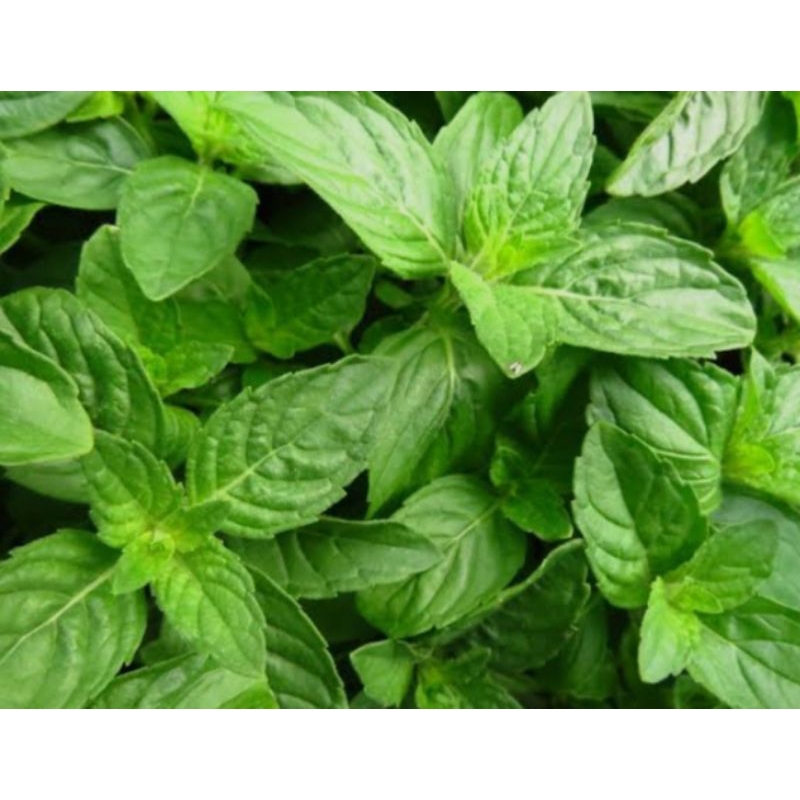 

daun kemangi segar (harga/1 ikat)