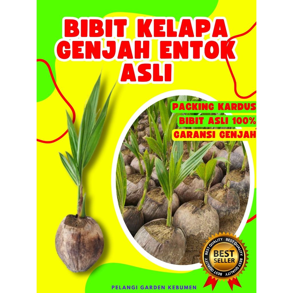 PALING DICARI.. Bibit Buah Kelapa Entog, Bibit Buah Kelapa Entok Anakan, Bibit Buah Kelapa Entok Ana