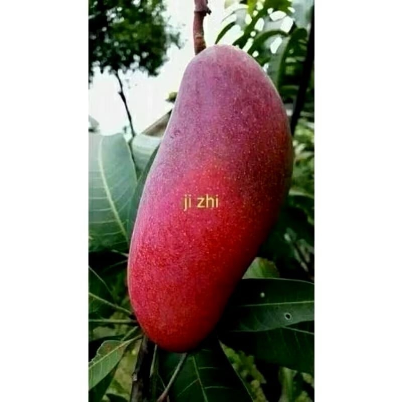 bibit buah mangga JI ZHI unggulan