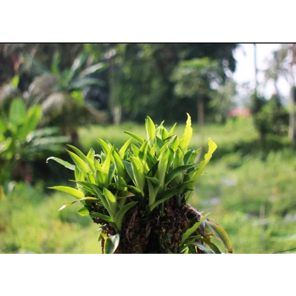 Lensa fix manual 50mm f2 SMc pentax -M Asahi Mount Pk pentax