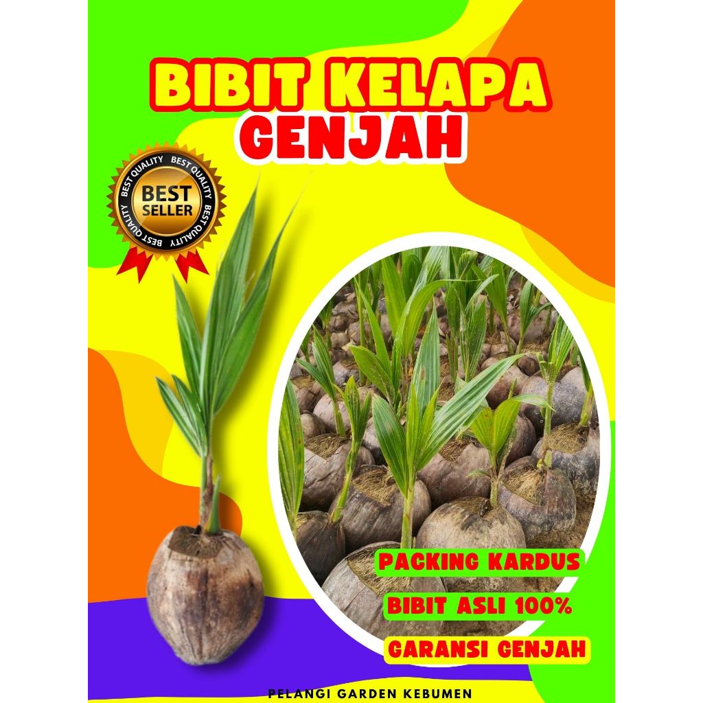 CEPAT BUAH..  Pohon Kelapa Entok, Pohon Kelapa Entok Genjah, Pohon Kelapa Entok Super