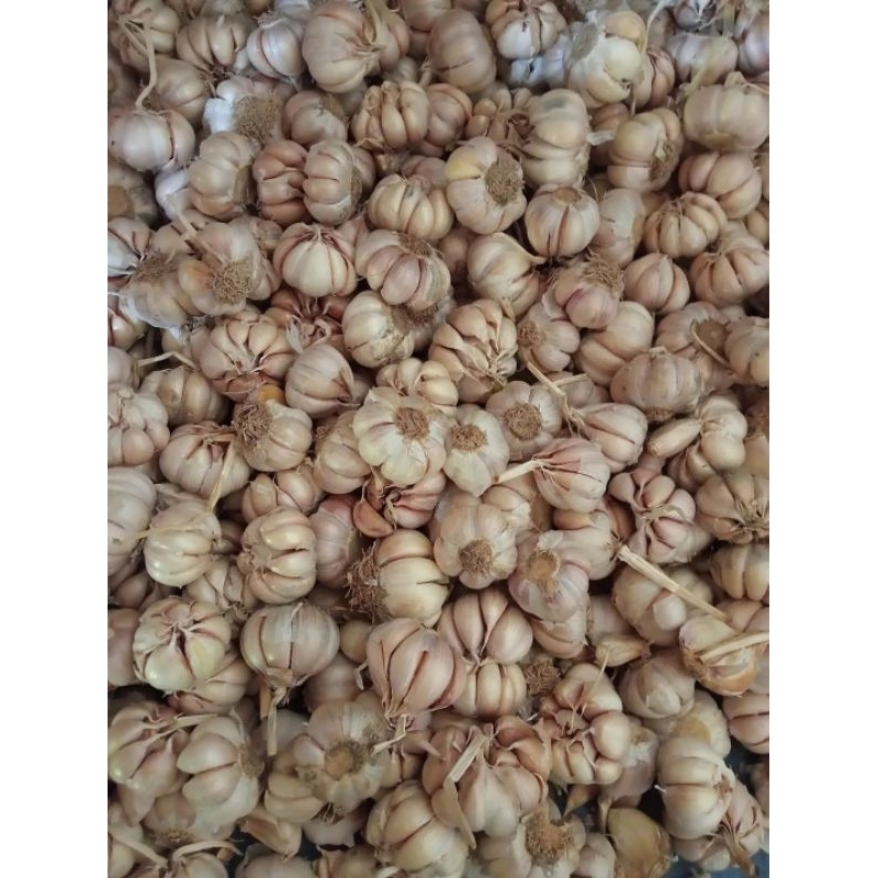 

Bawang Putih Sincho Kemasan 250 gr 500 gr dan 1kg