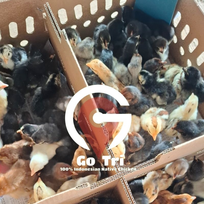 DOC Ayam Kampung KUB 1 Box Isi 102 Ekor