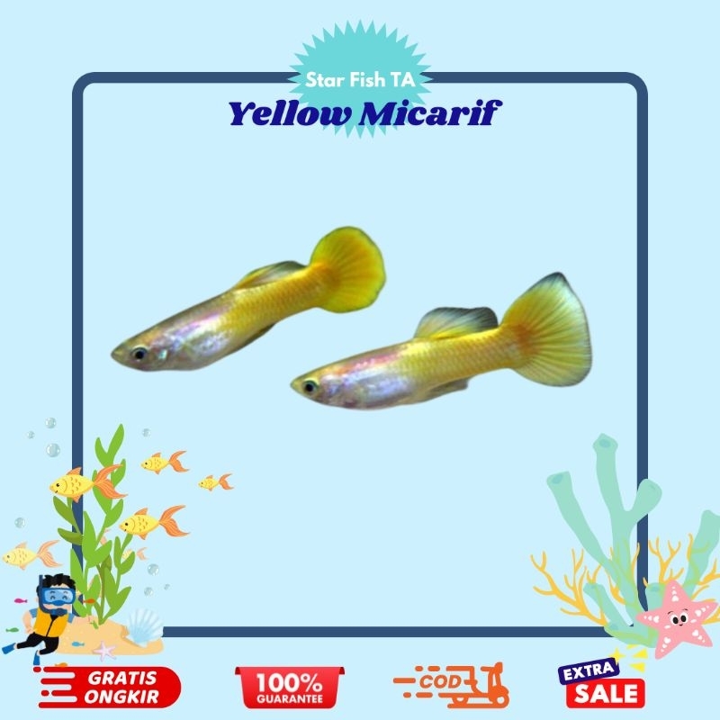 Hiasan Aquarium Guppy Yellow Micarif Sepasang