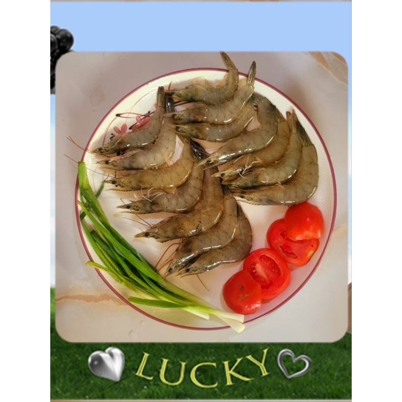 

UDANG PEDET/WINDU