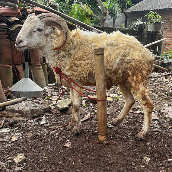 Kambing Domba Hidup Jantan Betina Aqiqah Qurban Free Ongkir Jabodebek