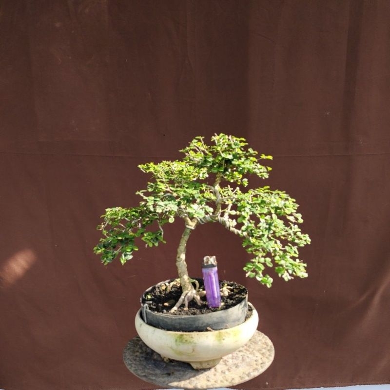 BONSAI MIRTEN  SESUAI FOTO