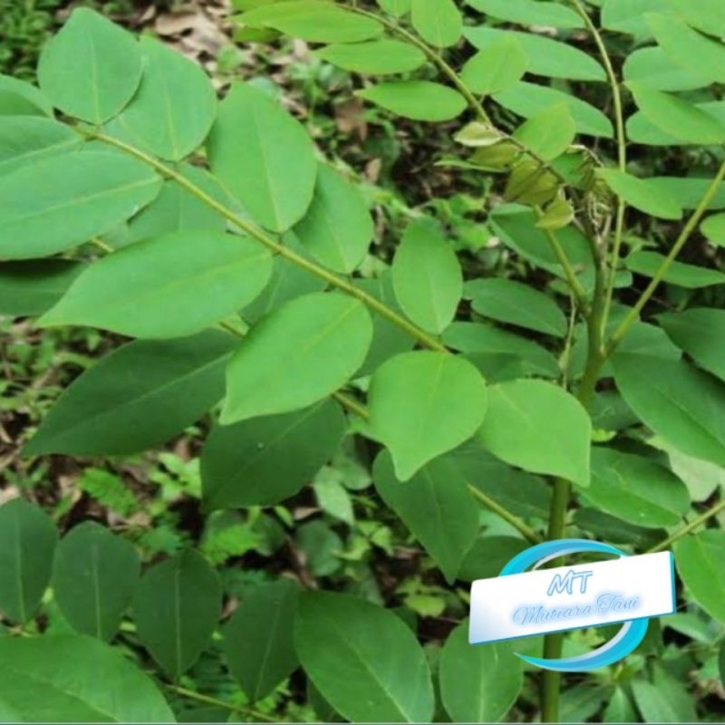 

daun ki hujan / hujan mas obat herbal ( segar ) 500gr - 1kg
