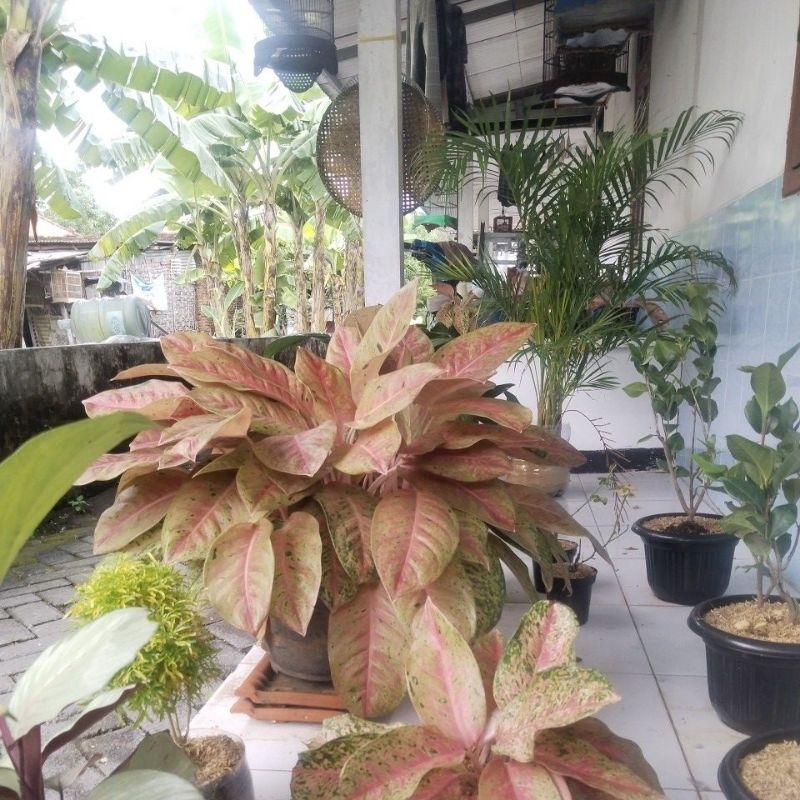 Aglonema Bigroy super rimbun Indah