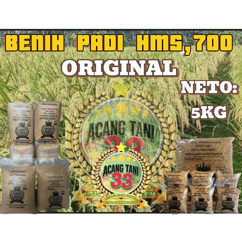 BENIH BIBIT PADI HMS,700 ORIGINAL SUPER UNGGUL (5KG).