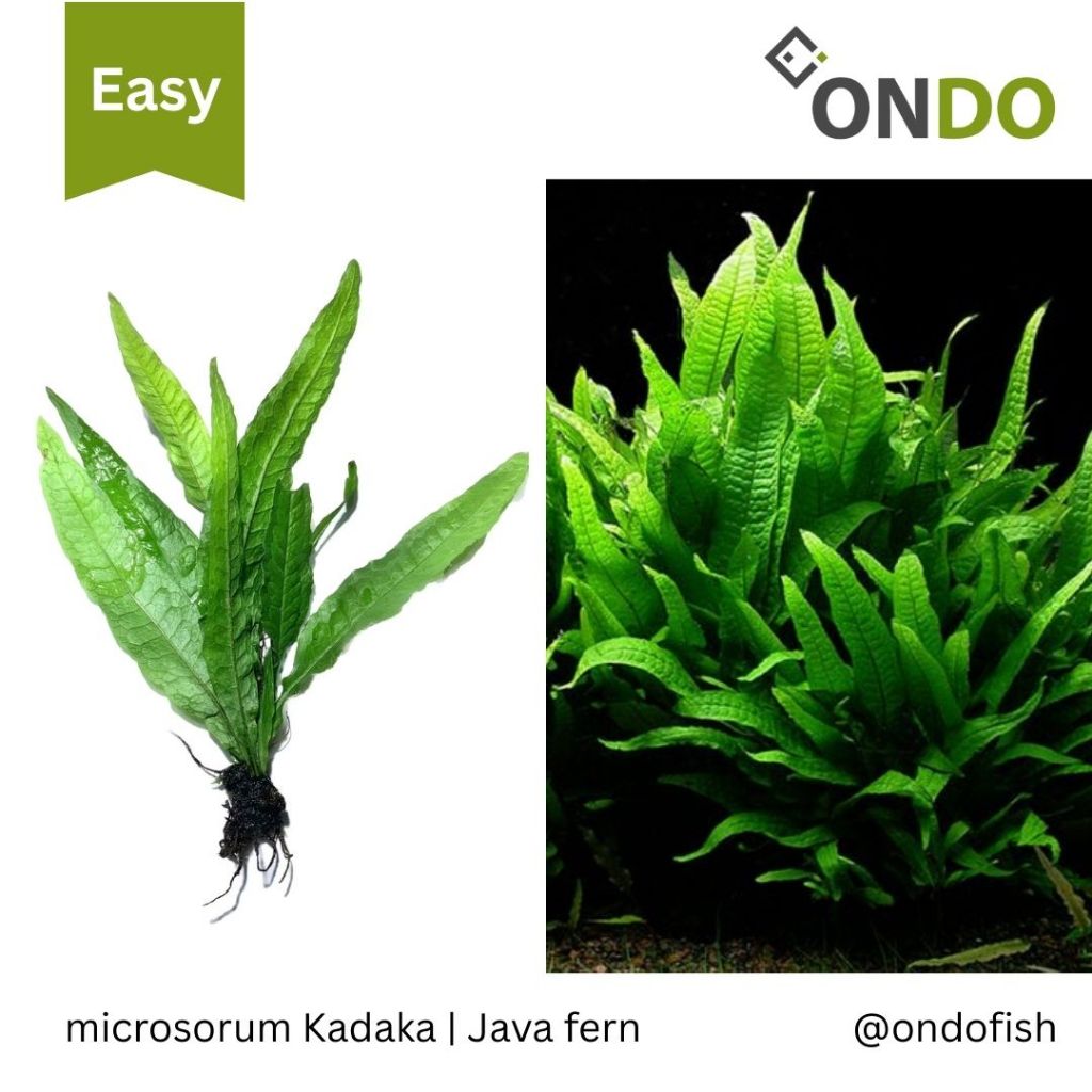 Tanaman Aquascape Microsorum pteropus 'Windelov' , kadaka mini, kadaka medium, trident per tiga daun