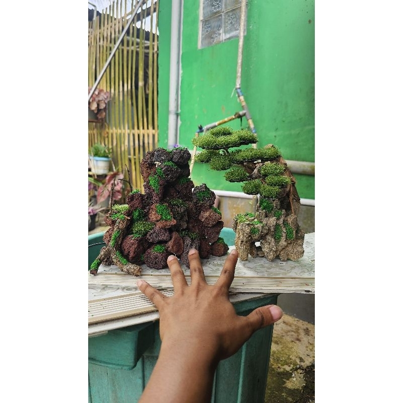 Aquascape bonsai & waterfall