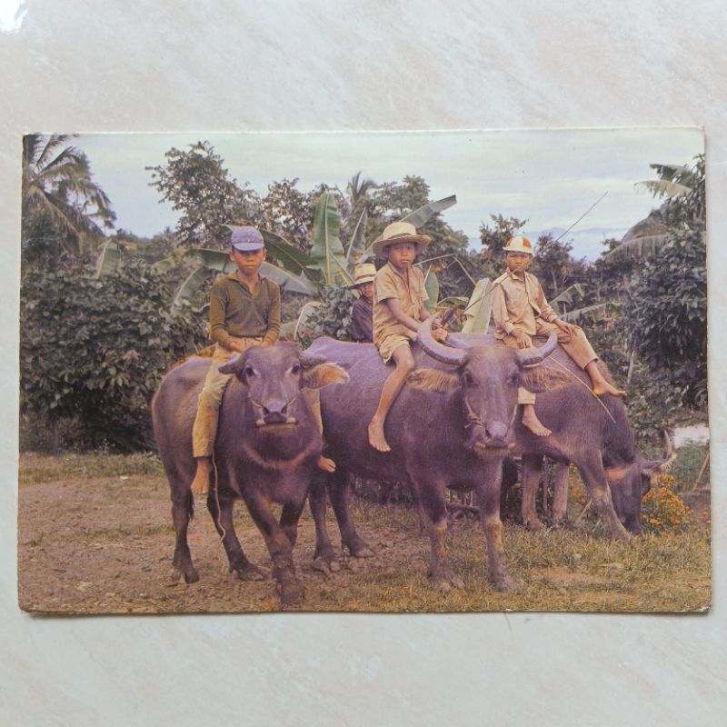 

Kartu Ucapan Lawas Jadul Foto Anak Kecil Naik Kerbau tahun 1970-1980 an - YN2309
