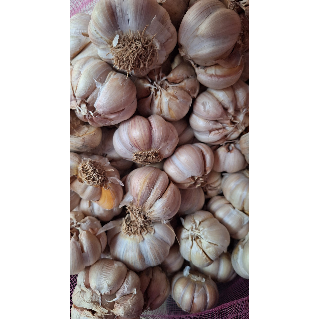 

Bawang Sinco Murah 500g dan 1kg