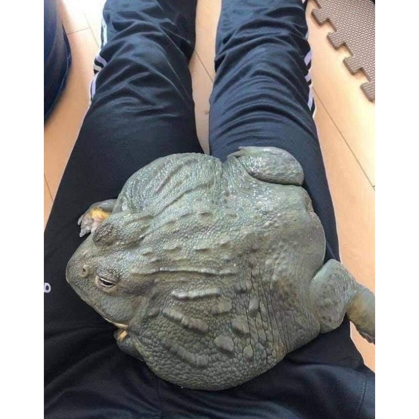 PIXIE FROG / AFRICAN BULL FROG / KODOK