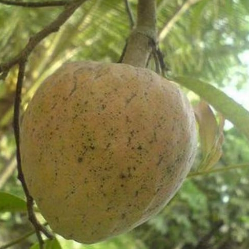 

Buah Srikaya San Pablo / Buah Nona Perkiloan-1kilo