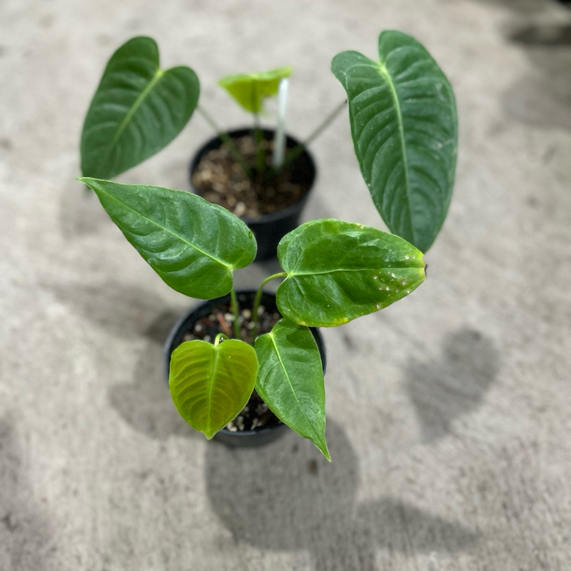 Anthurium King Veitchii Ecuador