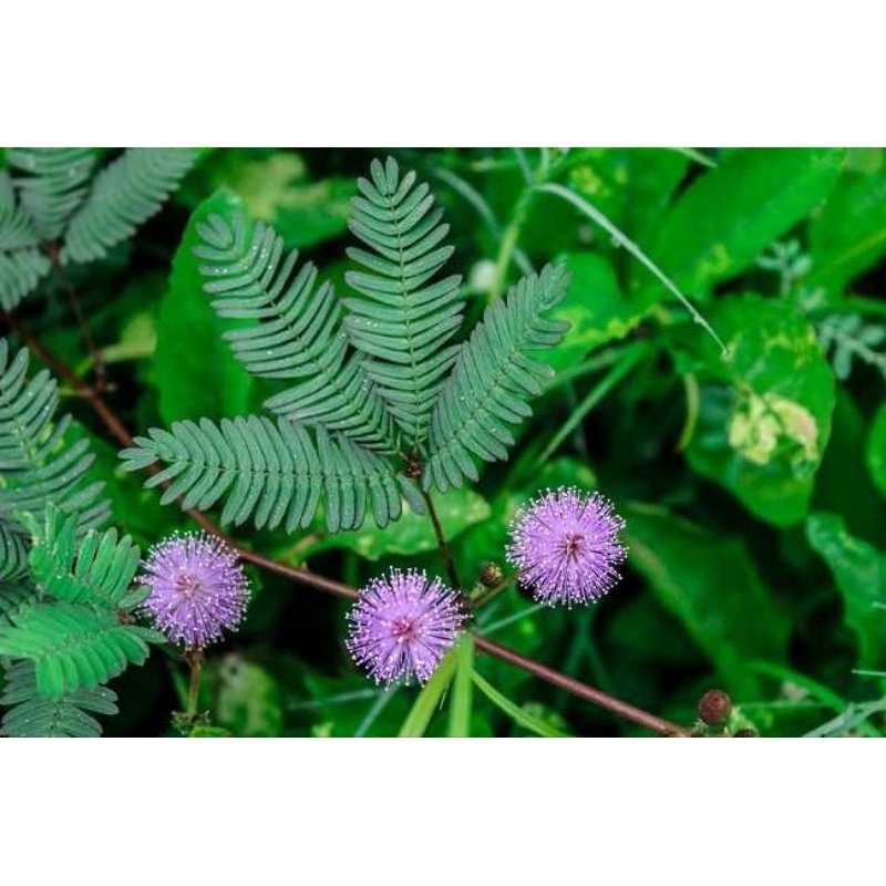 

Daun putri malu/daun herbal putri malu