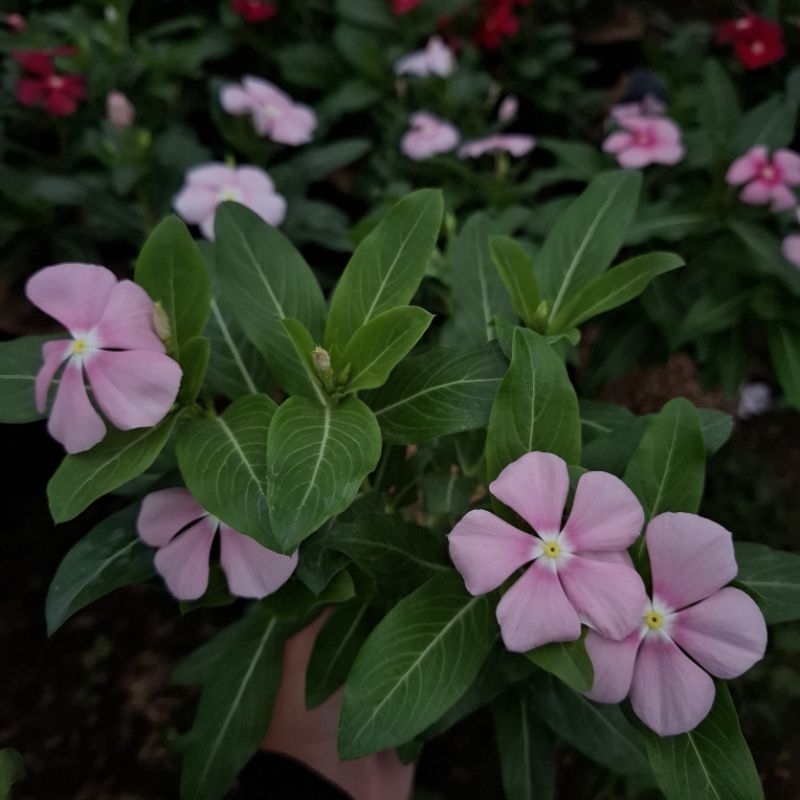 Plant/tanaman-bunga(bukan biji) VINCA Periwinkle(Tapak dara) PINK ICE IMPORT rimbun