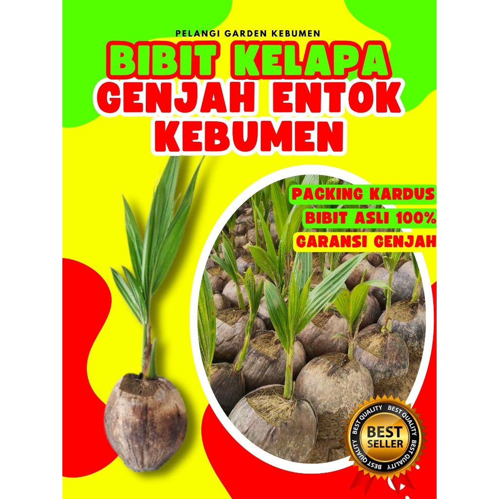 3 TAHUN BUAH..!  Pohon Buah Kelapa Genjah Entok Kebumen, Pohon Buah Kelapa Genjah Entok, Pohon Buah 