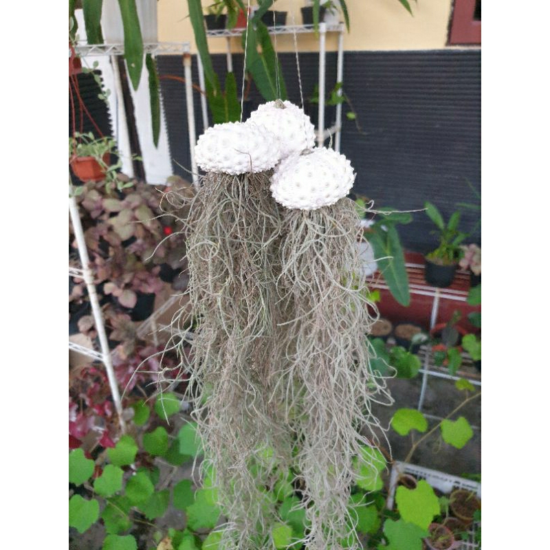 Tanaman Hias Spanish Moss