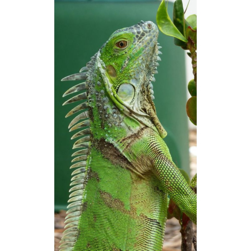 IGUANA GREEN HIJAU JUMBO 100 cm