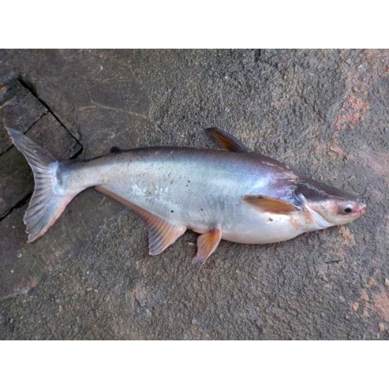 

ikan patin segar 500g,1kg