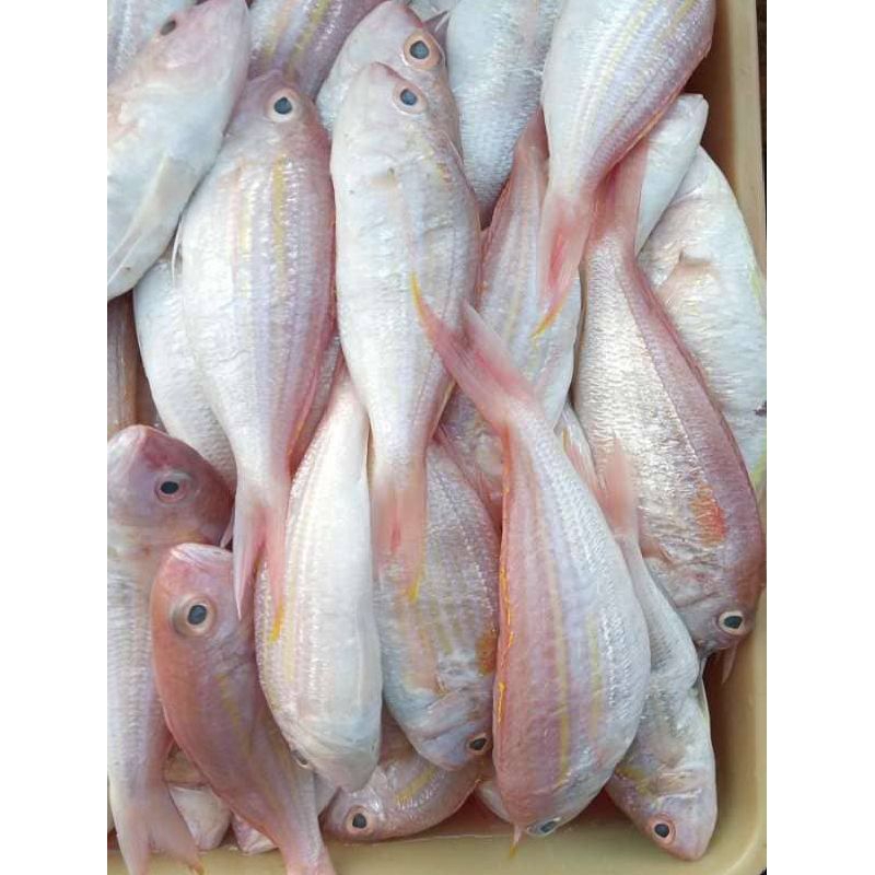 

ikan kuniran segar500g,1kg