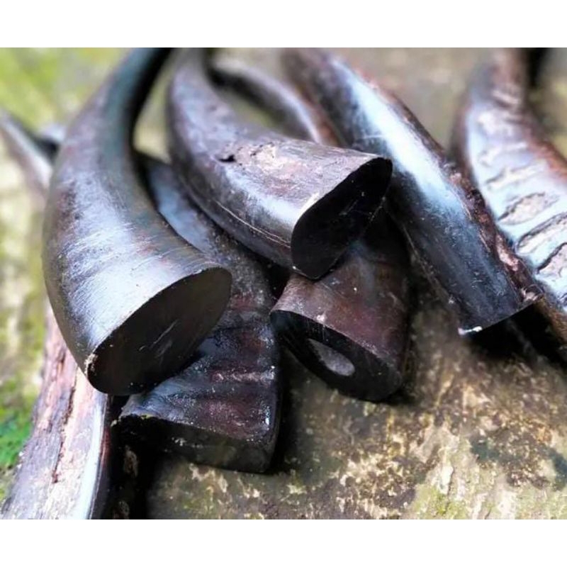 Tanduk kerbau padat 30cm-32cm