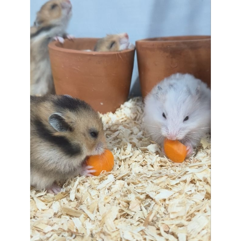 Hamster Syrian golden,full black,3 warna