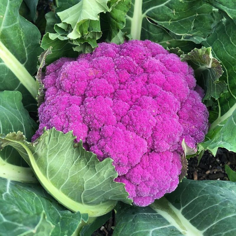 BENIH/BIJI BROKOLI UNGU (50 butir)