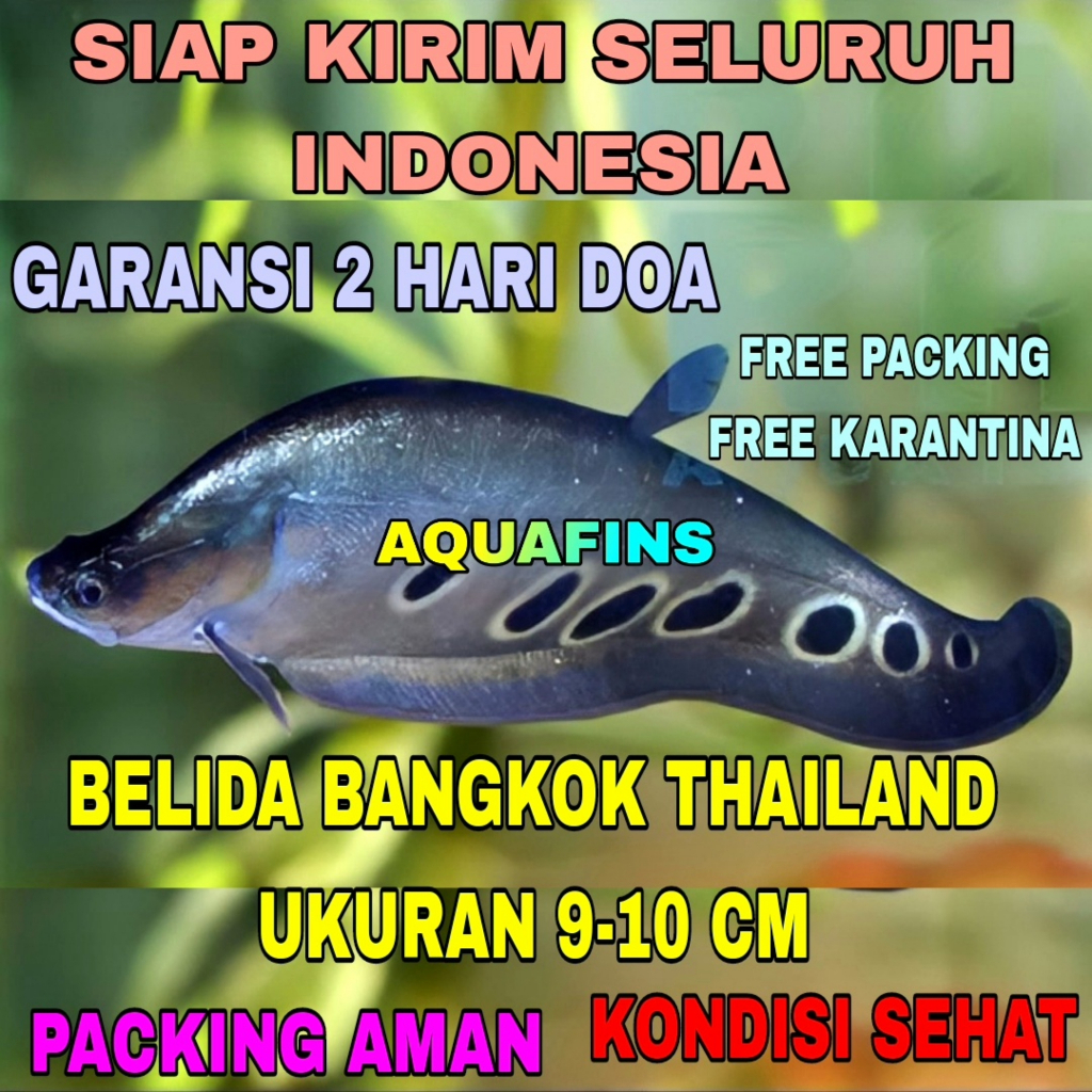 HIASAN BELIDA BANGKOK THAILAND TOTOL HITAM UKURAN 9-10 CM