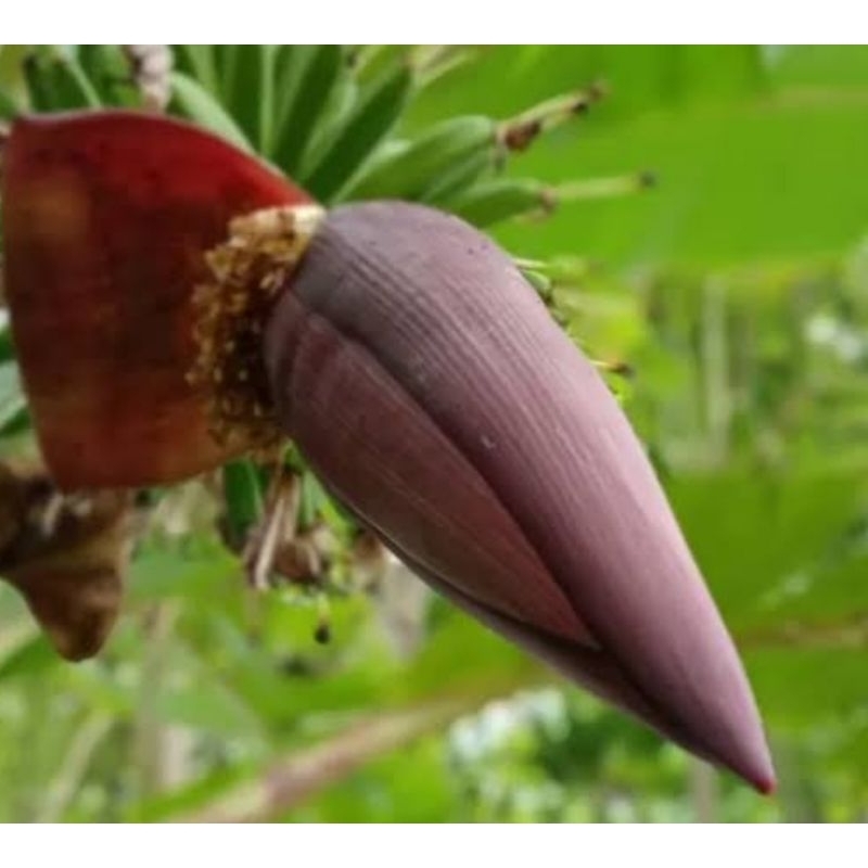 

Jantung pisang Ambon segar 500 gram petik langsung-az