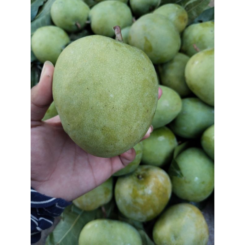 

mangga gedong gincu mengkel tua mentah fress 1kg
