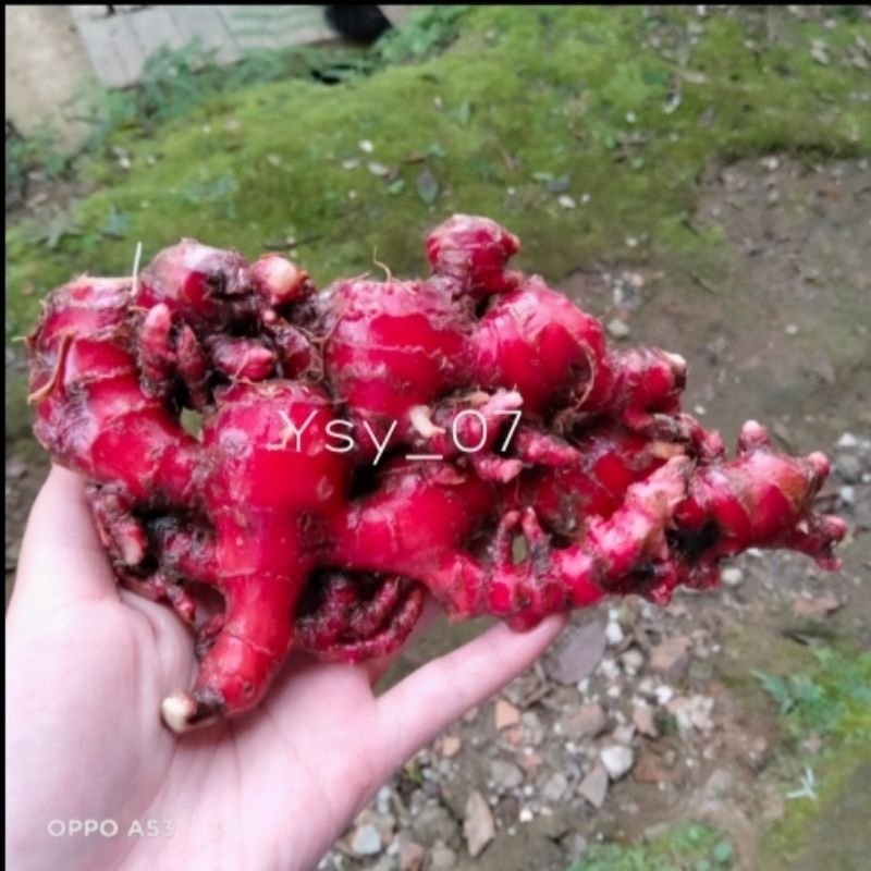

JAHE MERAH 1 KG