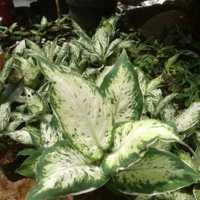 diven Sparkle JUMBO diven Tisu Brazil