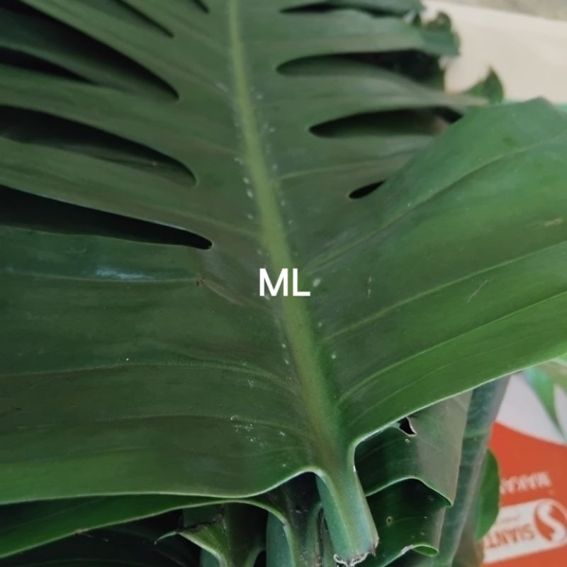

Daun EKOR NAGA SEGAR order baru petik 1 kg