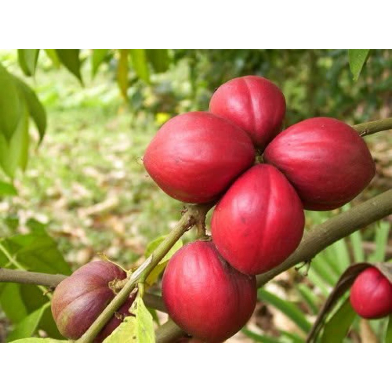 

buah mahkota dewa merah segar