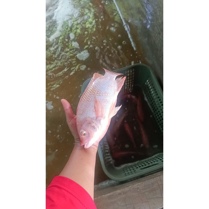 

ikan nila konsumsi segar hidup