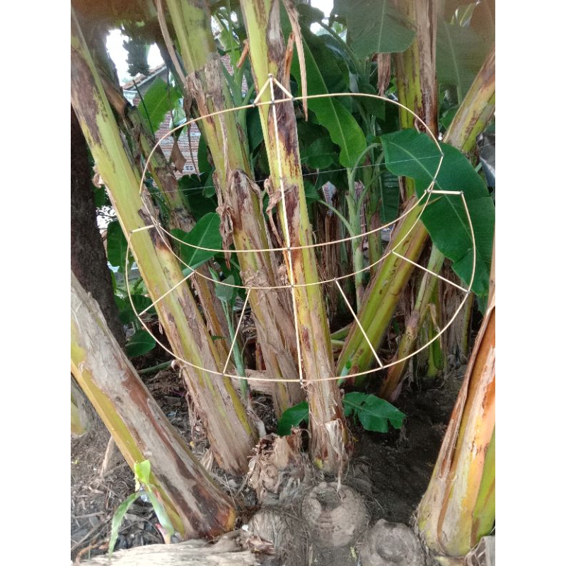 Kerangka Layangan Pegon Ludoyo